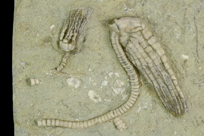 Two Fossil Crinoids (Halysiocrinus & Platycrinites) - Indiana #122978